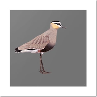 Sociable Lapwing illustration Posters and Art